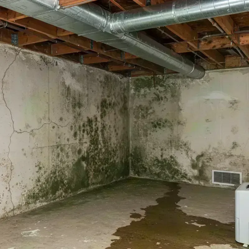 Professional Mold Removal in Northbrook, IL